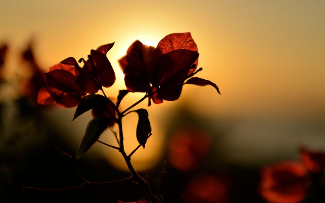 The Truth about the Twin Flame Journey Part 2. The Primary Intention is to…
